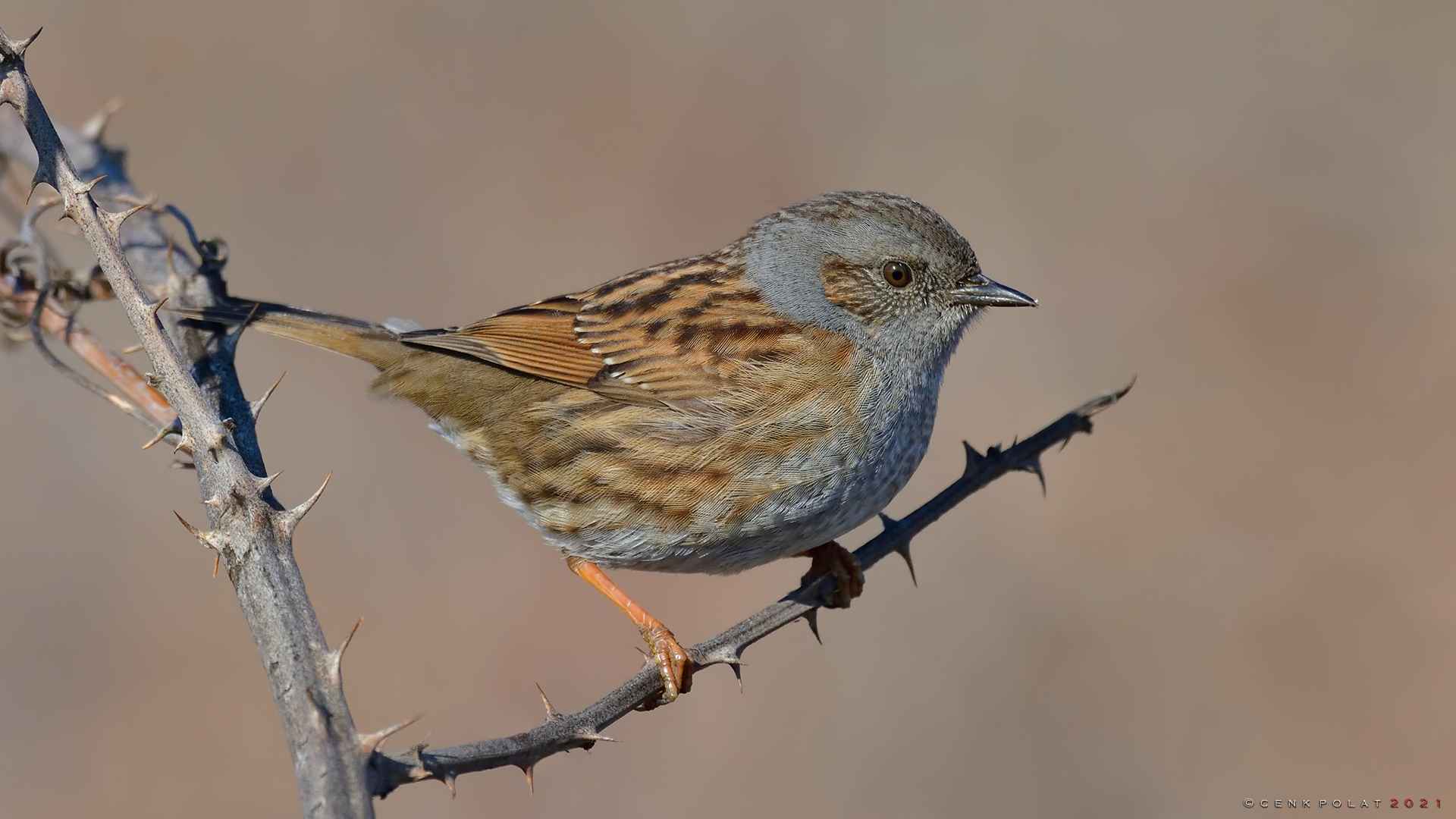 Dunnock